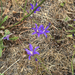 crown brodiaea