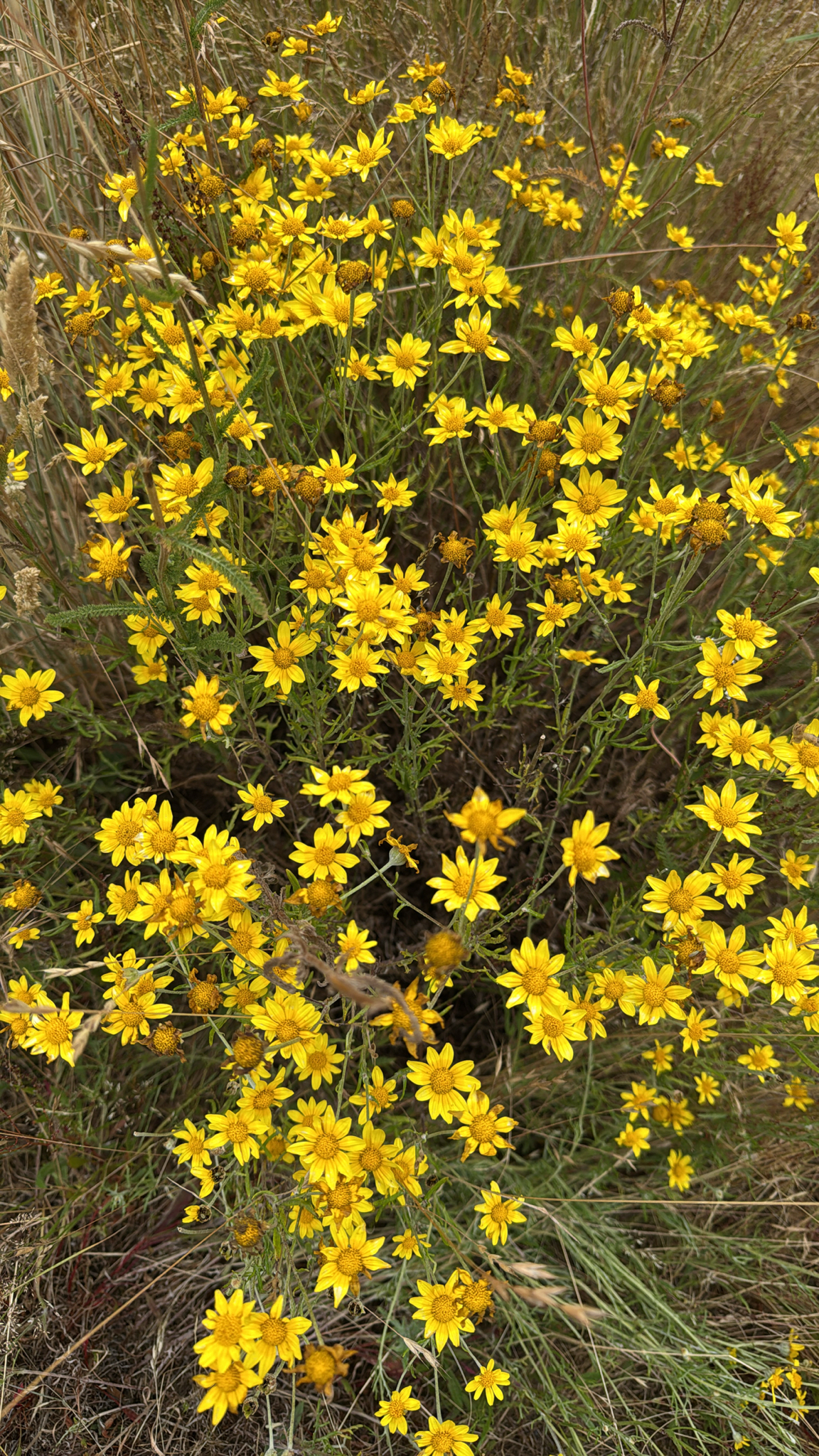 Eriophyllum lanatum