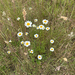oxeye daisy