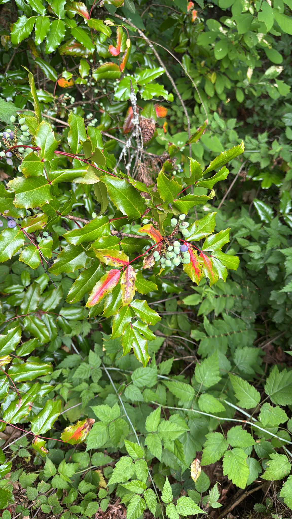 Berberis aquifolium