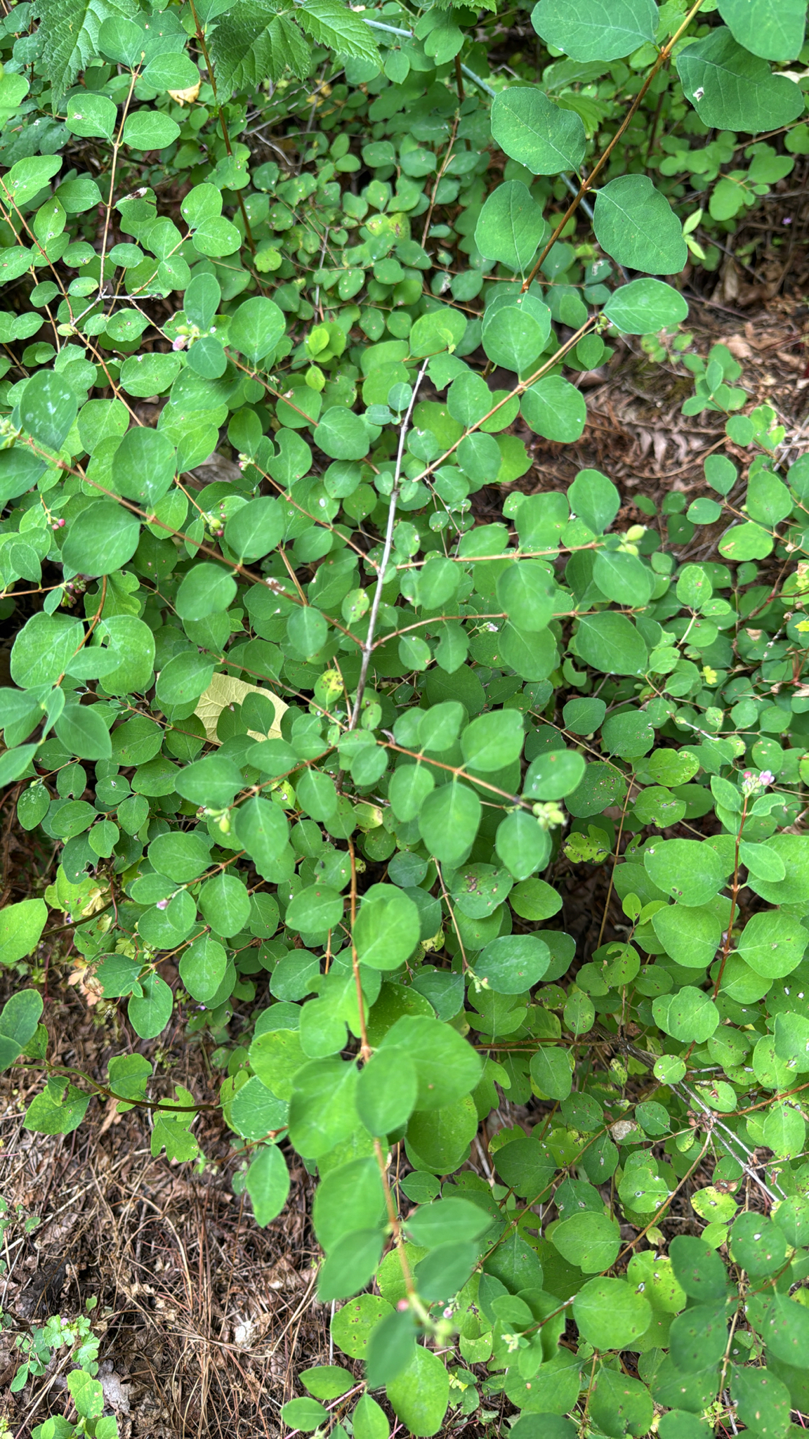 Symphoricarpos albus