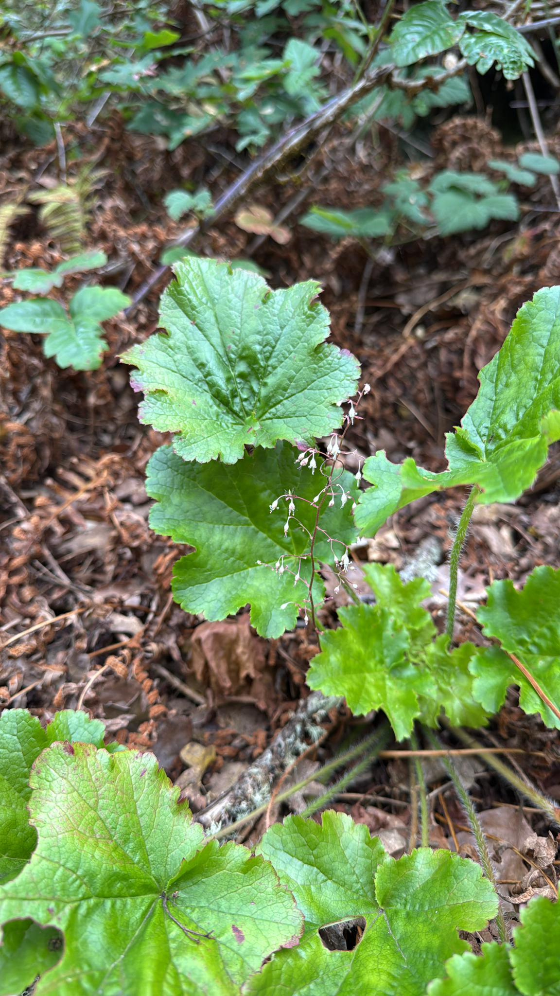 Heuchera micrantha