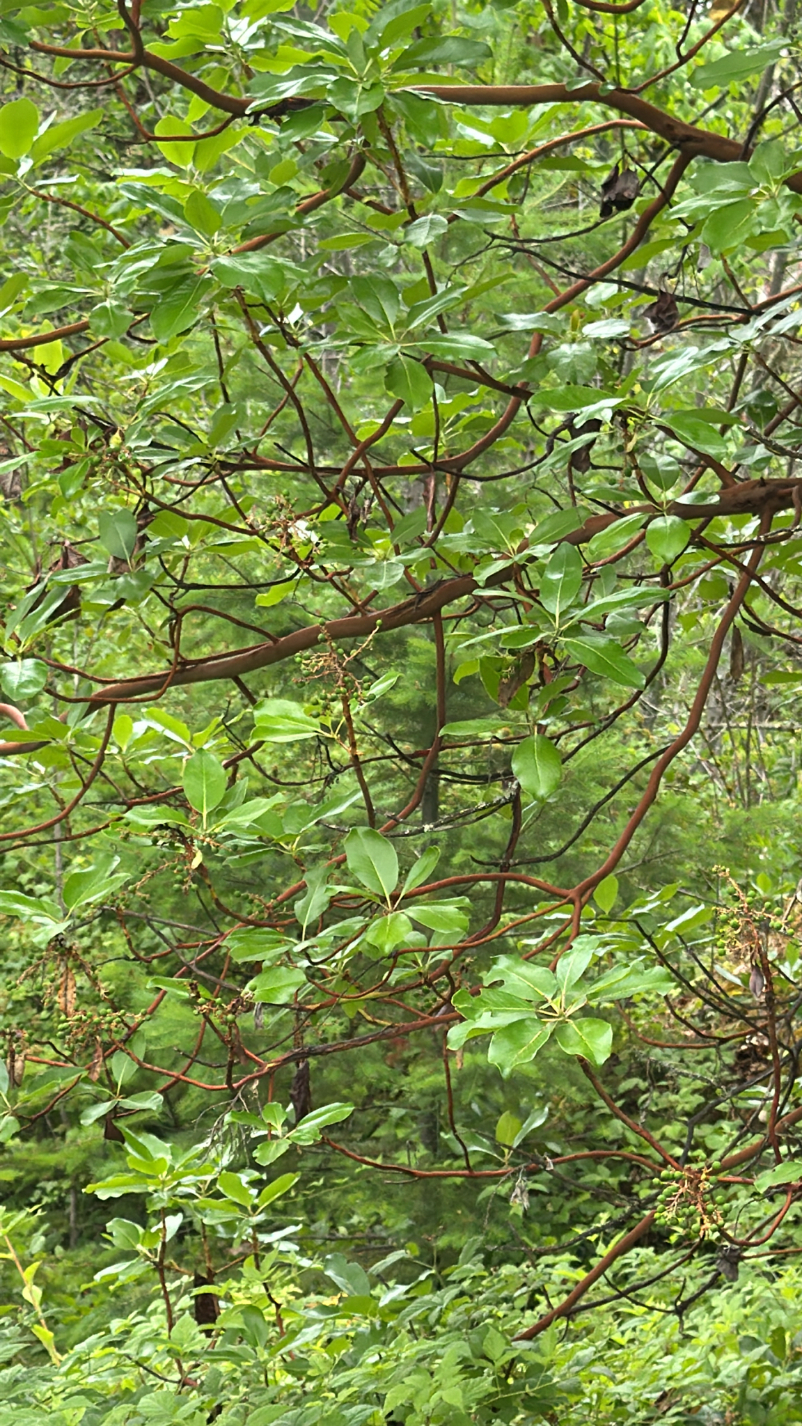Arbutus menziesii