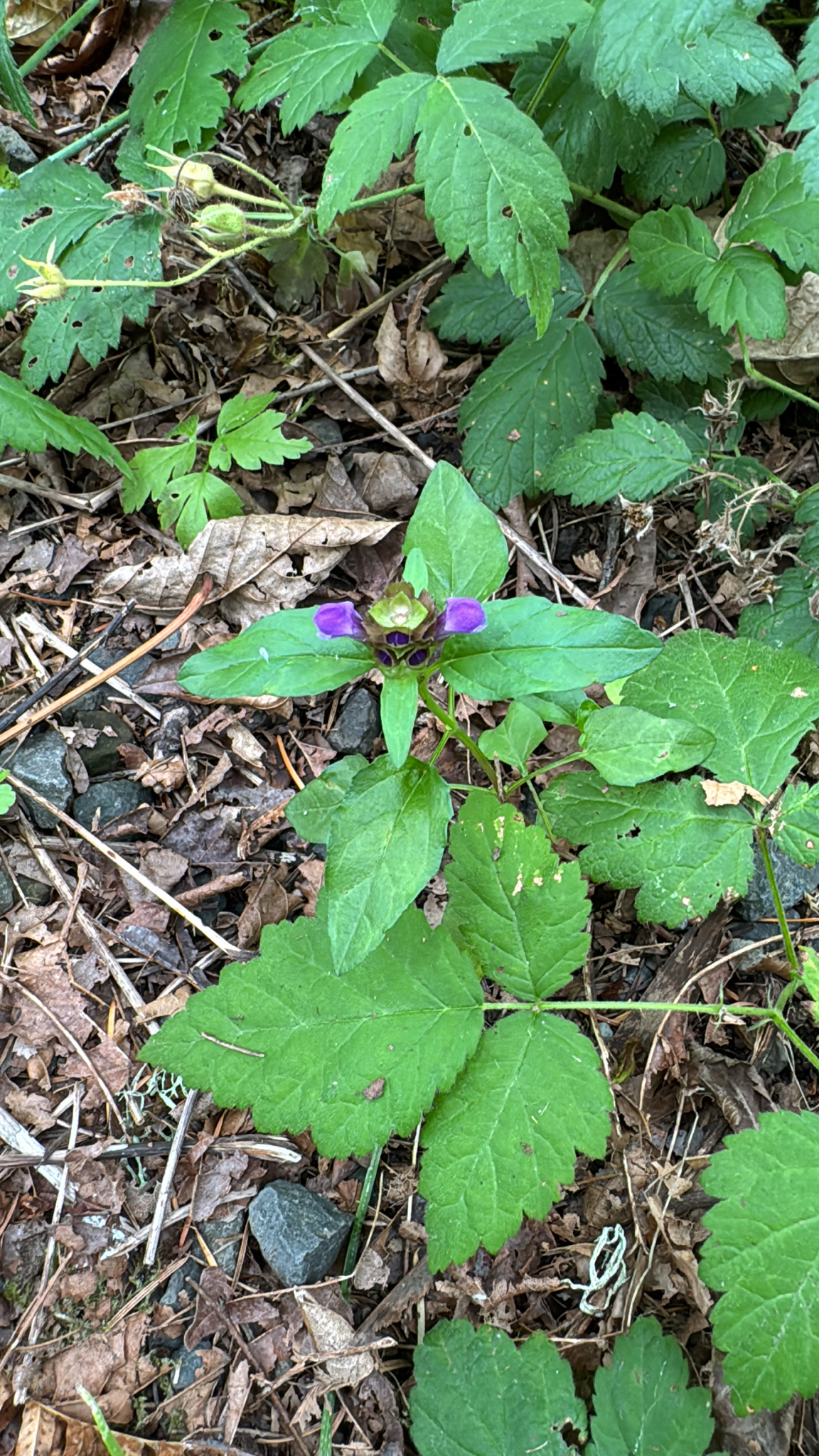 Prunella vulgaris