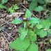common selfheal