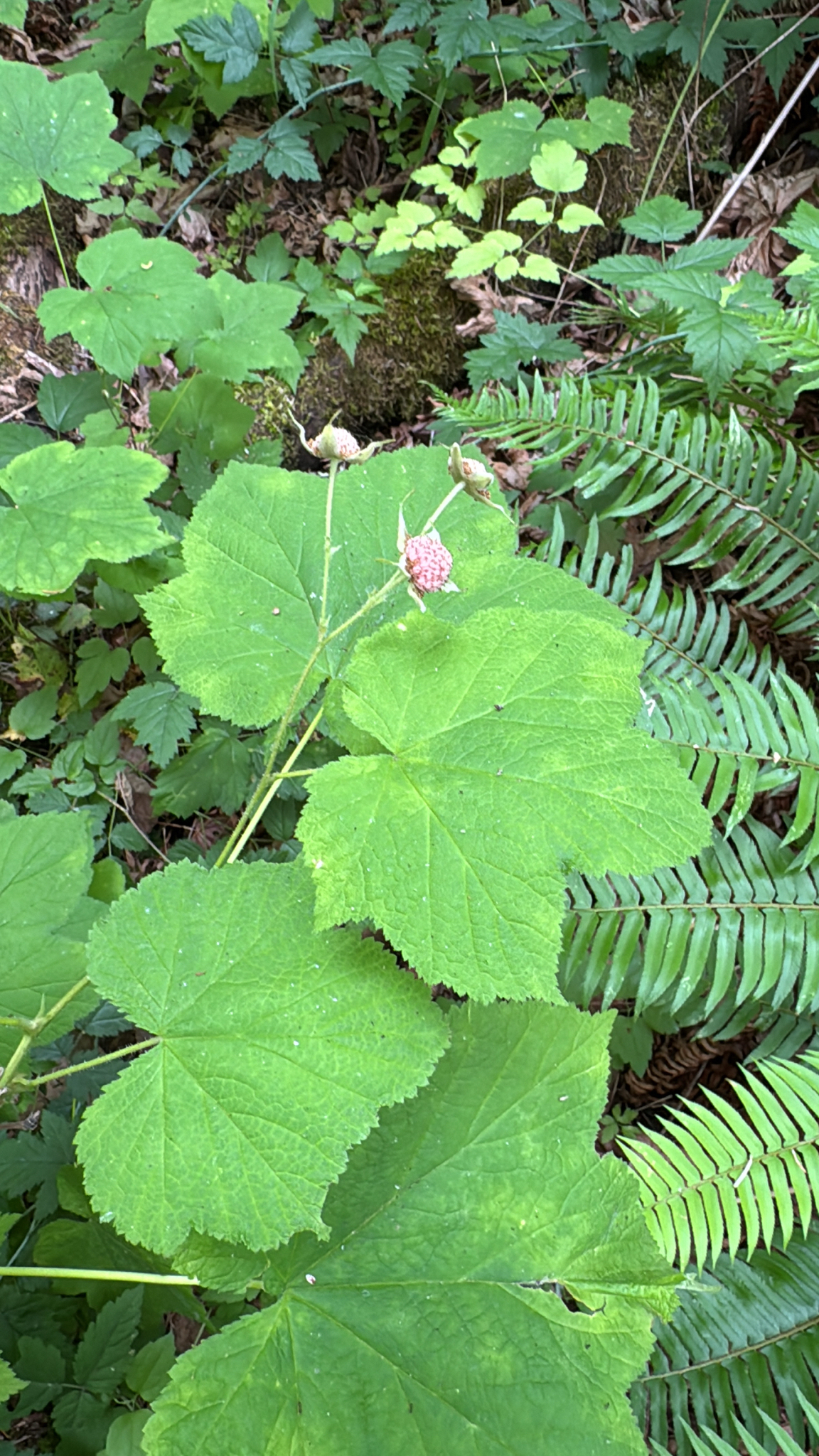 Rubus parviflorus