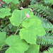 thimbleberry
