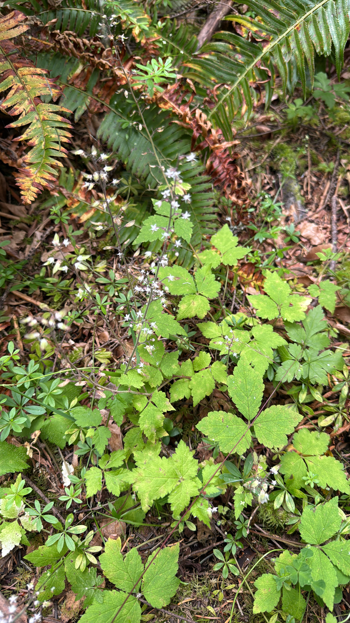 Tiarella trifoliata