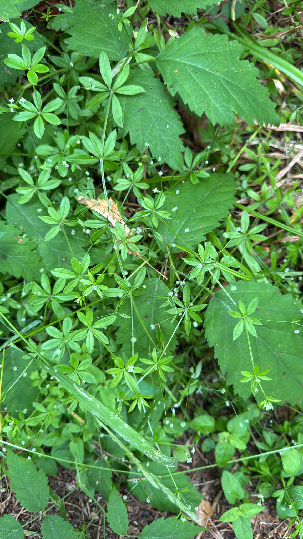 Galium triflorum