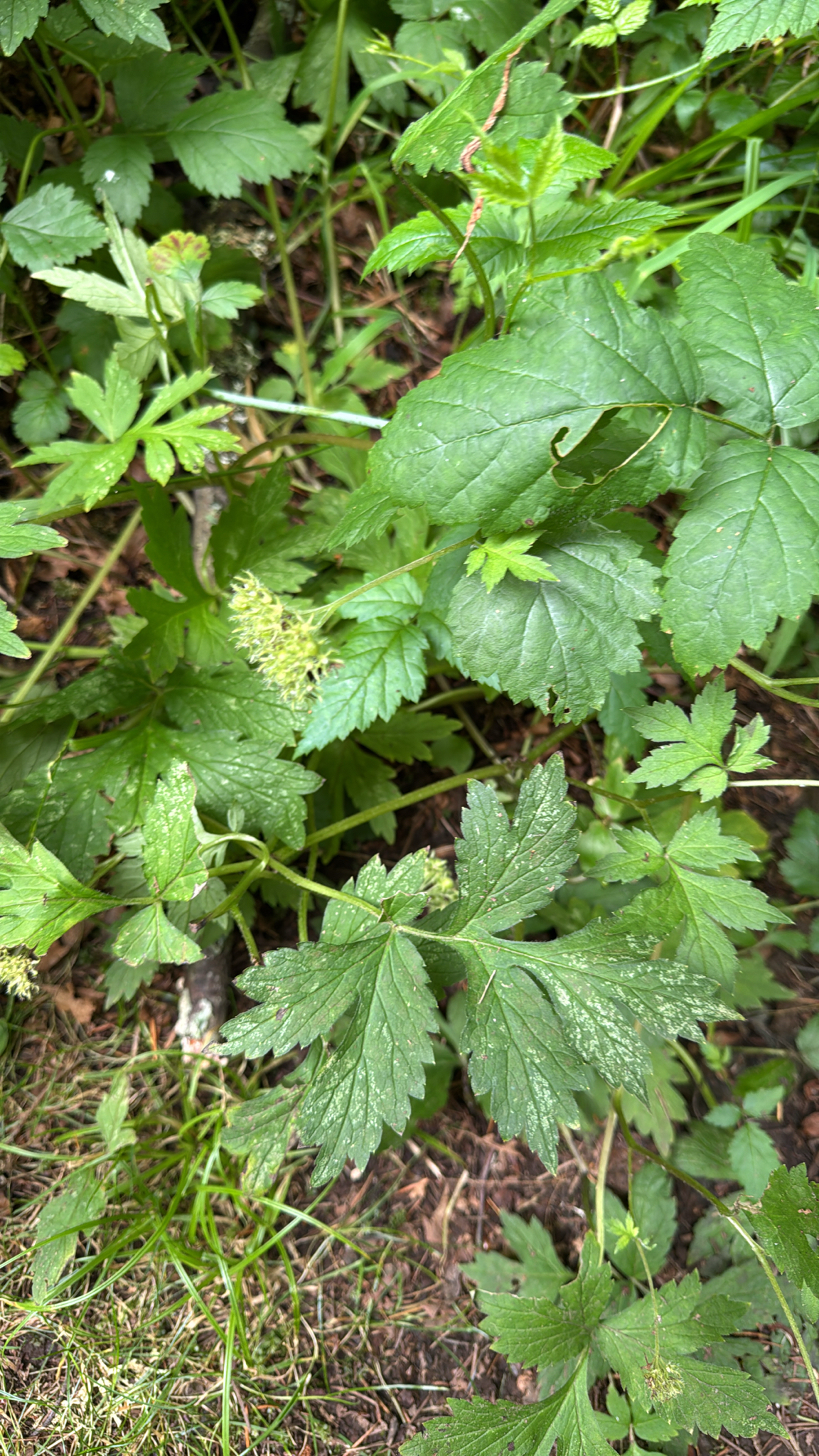 Hydrophyllum tenuipes
