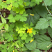 Suksdorf's woodsorrel