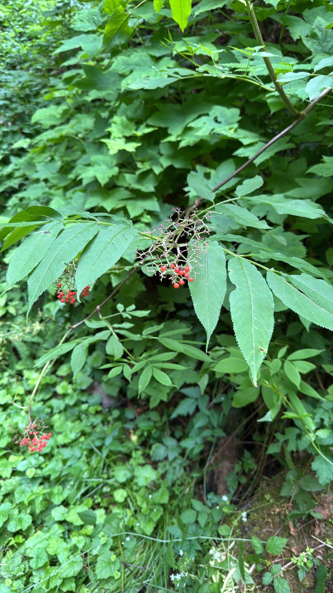 Sambucus racemosa