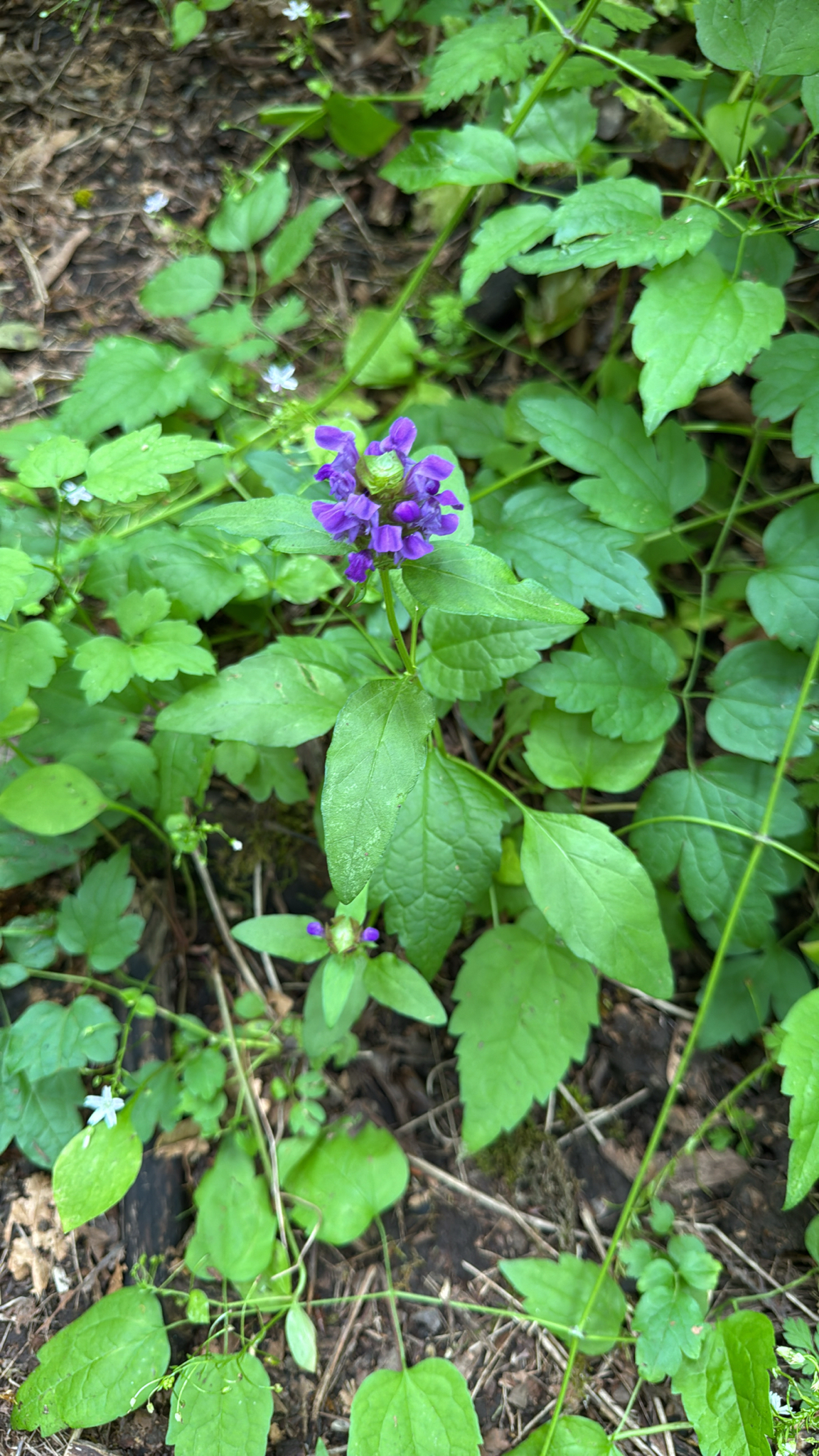 Prunella vulgaris