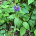 common selfheal