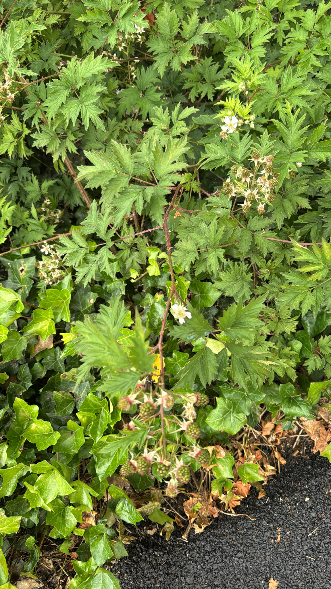 Rubus laciniatus