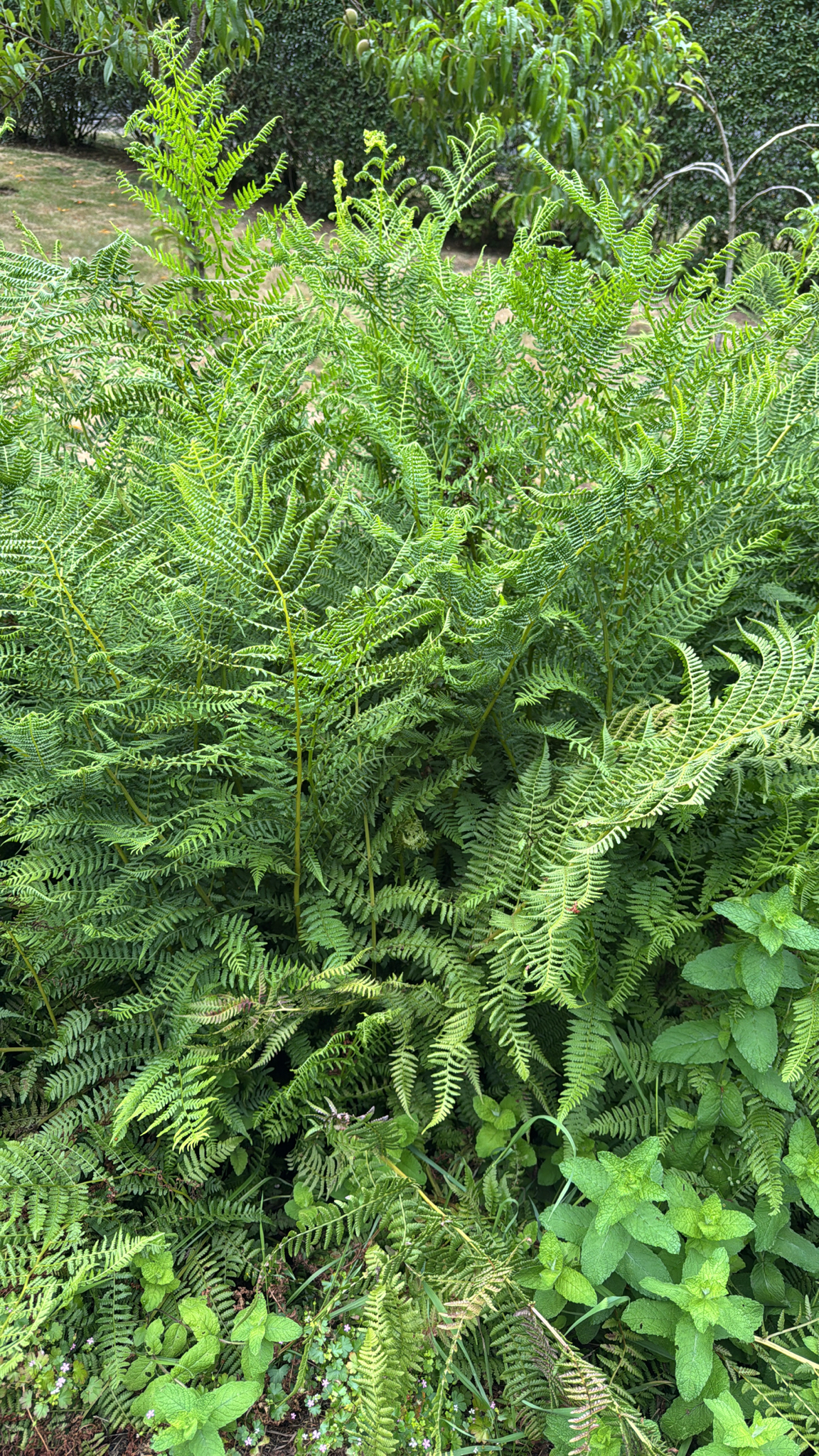 Athyrium