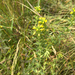 Yellow Glandweed