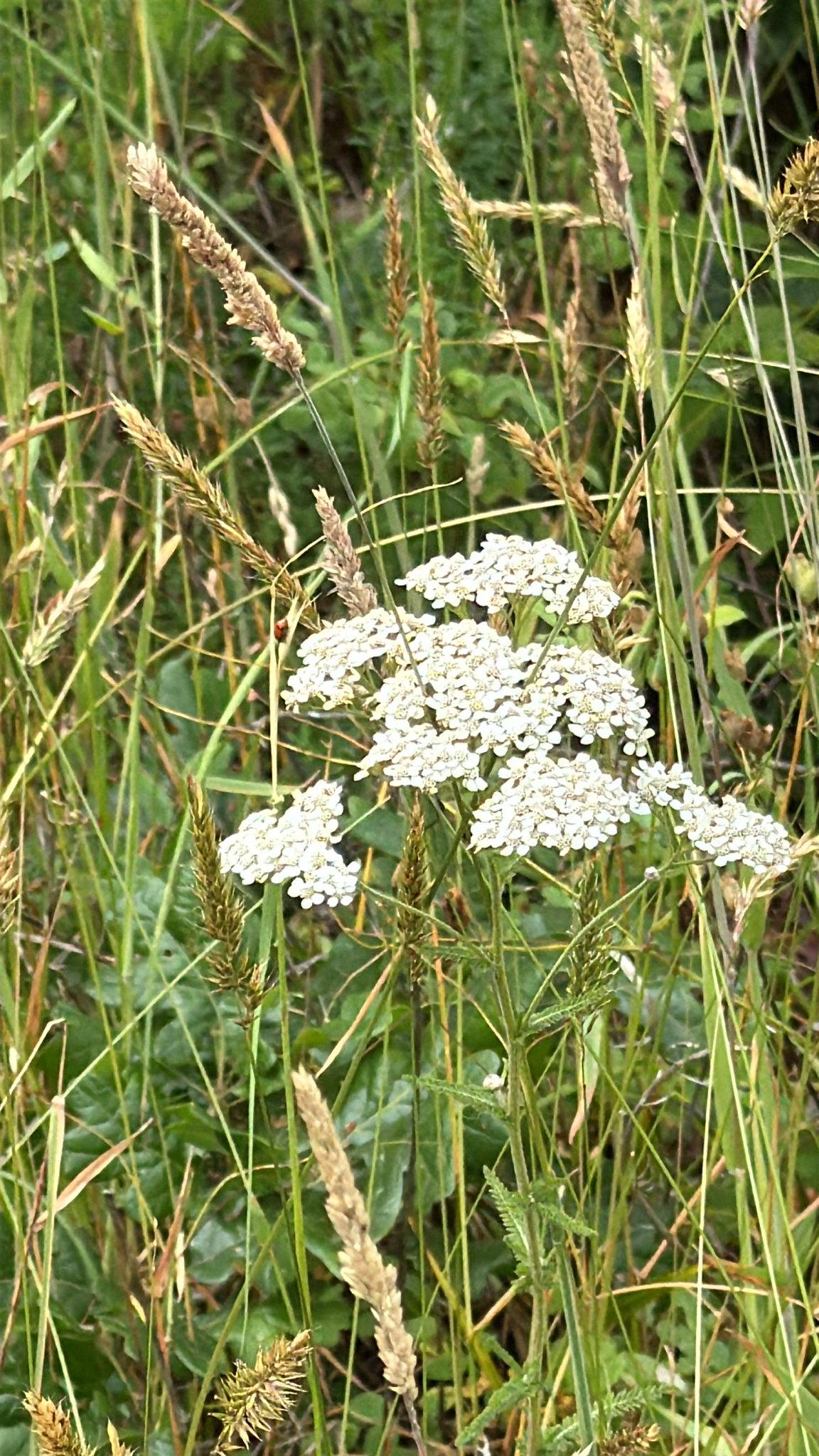 Achillea millefolium