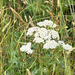common yarrow