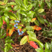 Oregon grape