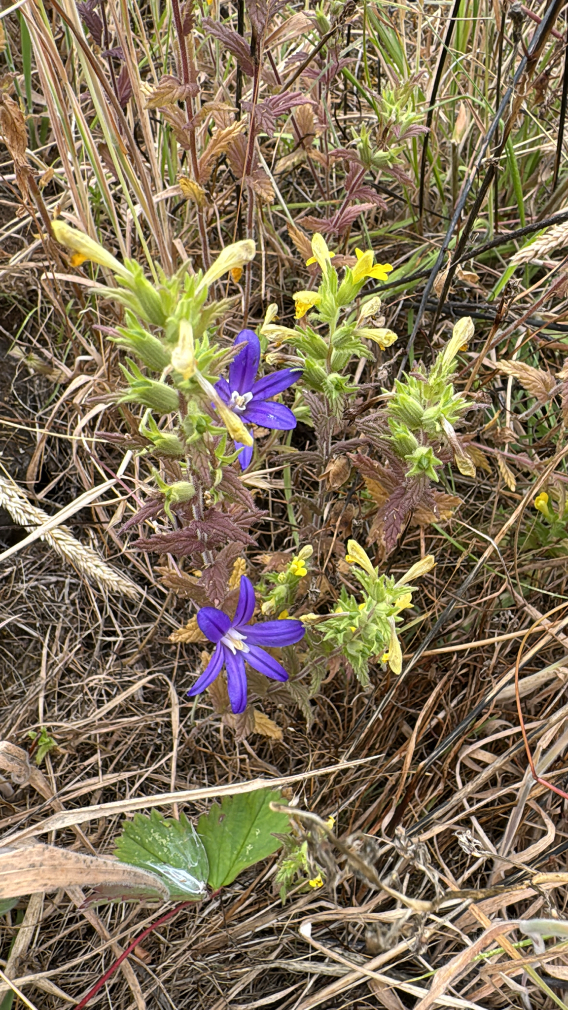 Brodiaea coronaria