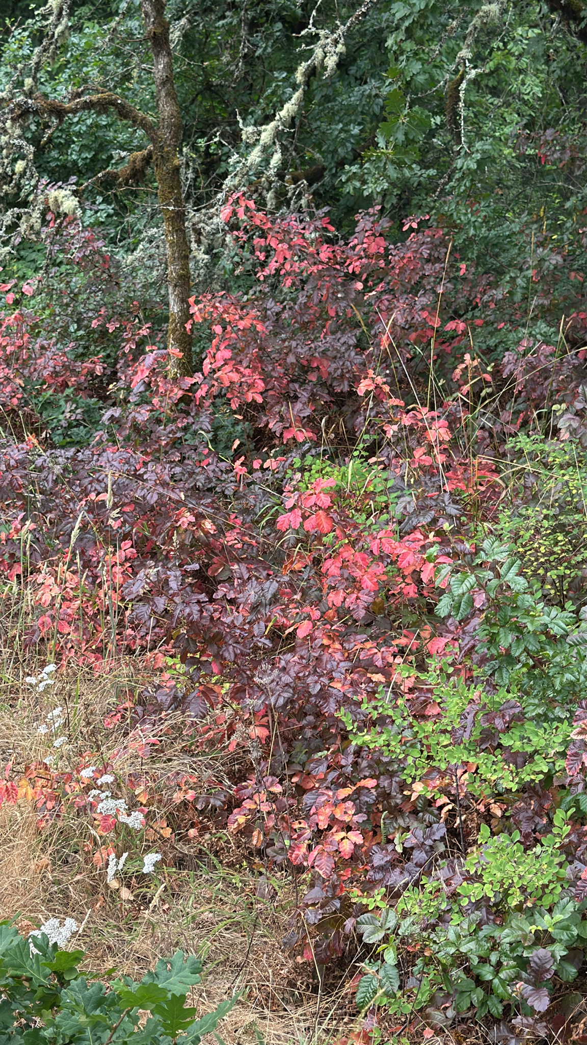 Toxicodendron diversilobum