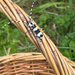 Banded Alder Borer