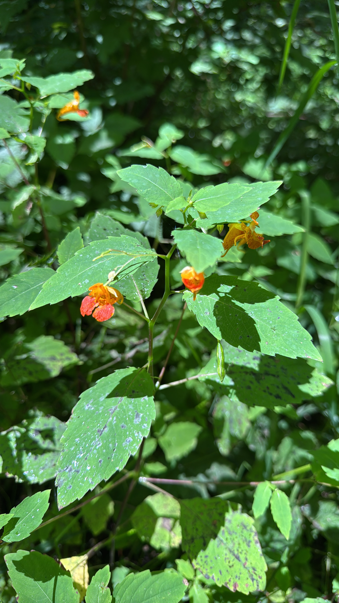 Impatiens capensis