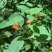 common jewelweed