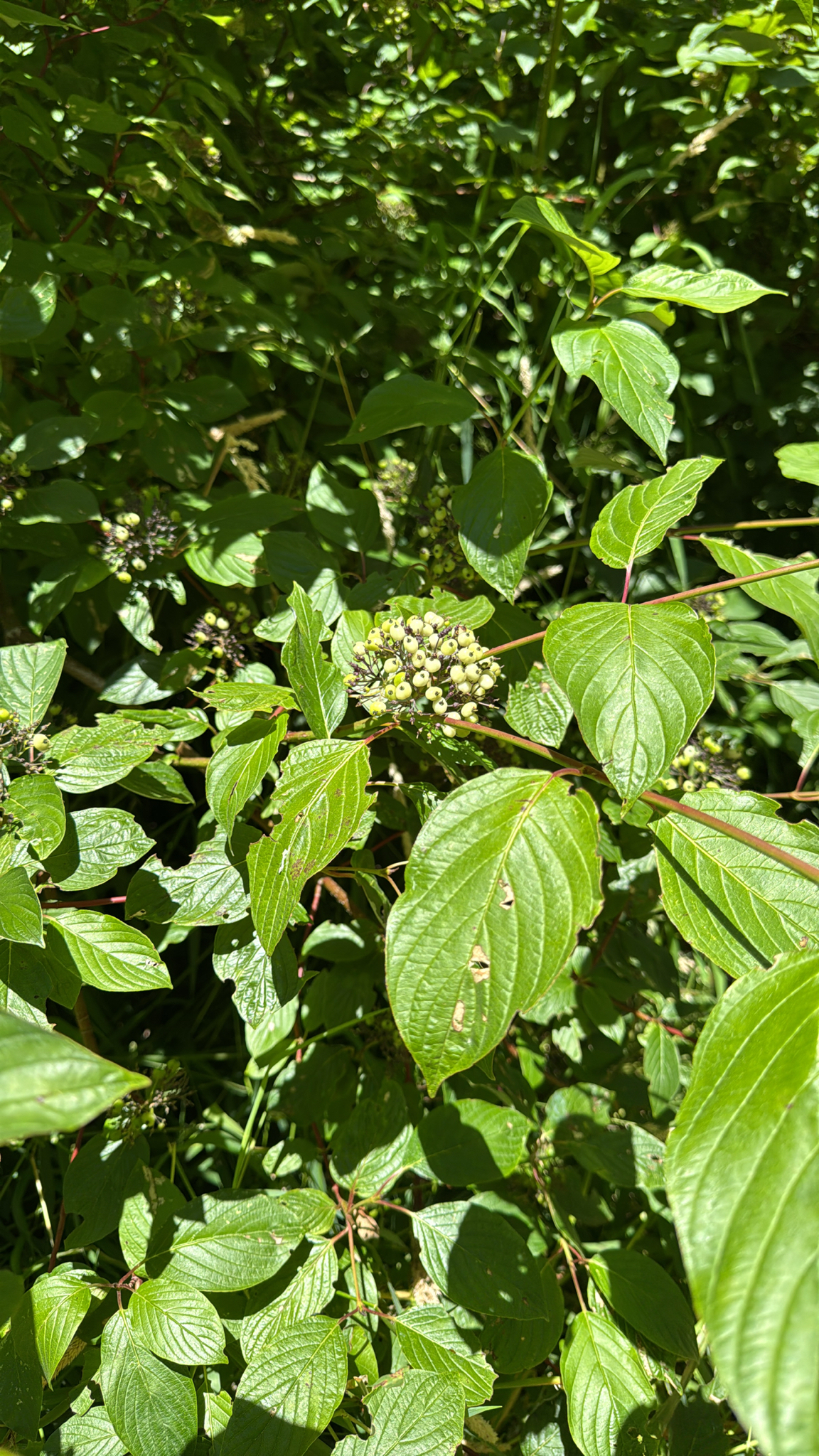 Cornus sericea