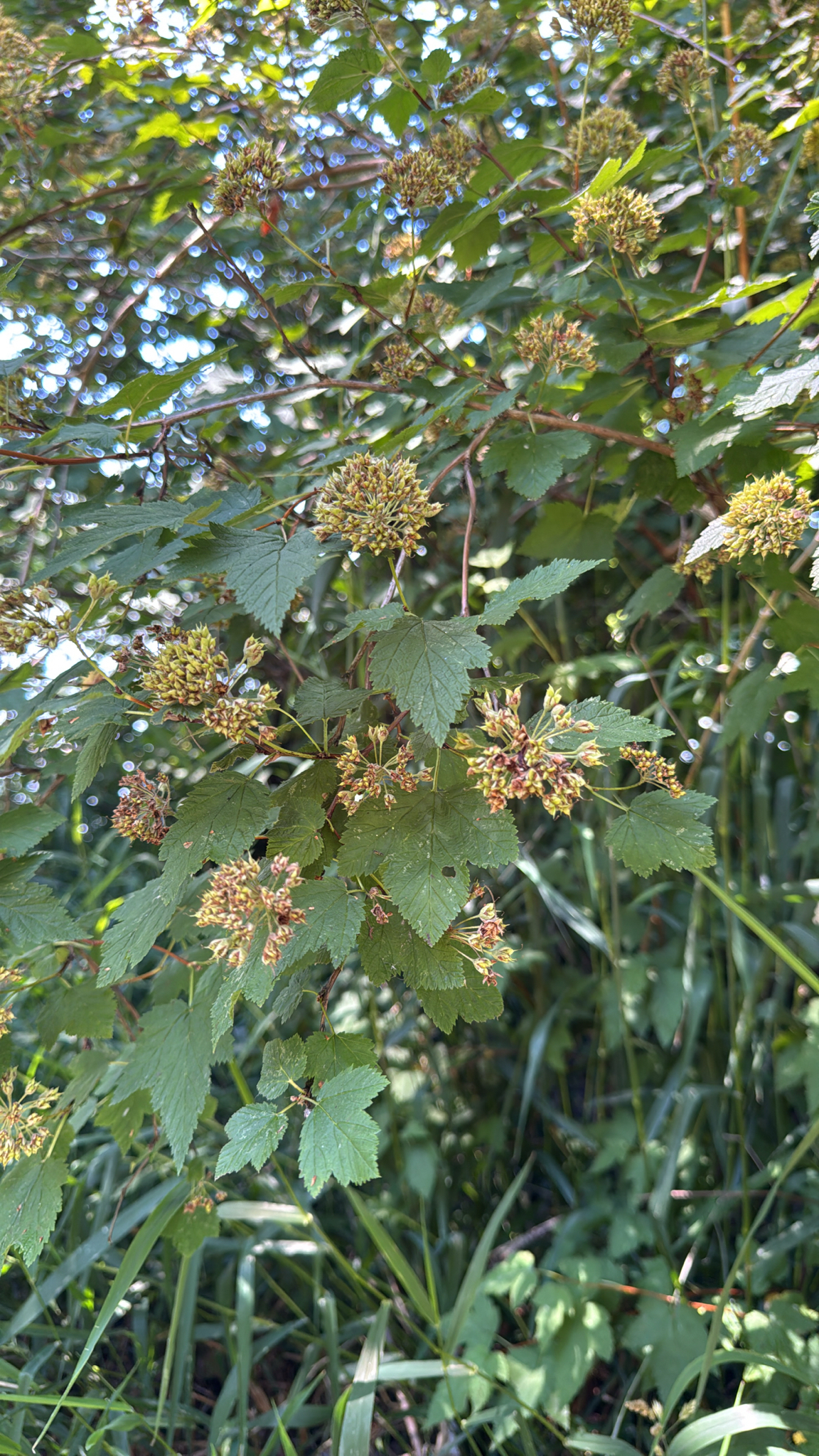 Physocarpus capitatus