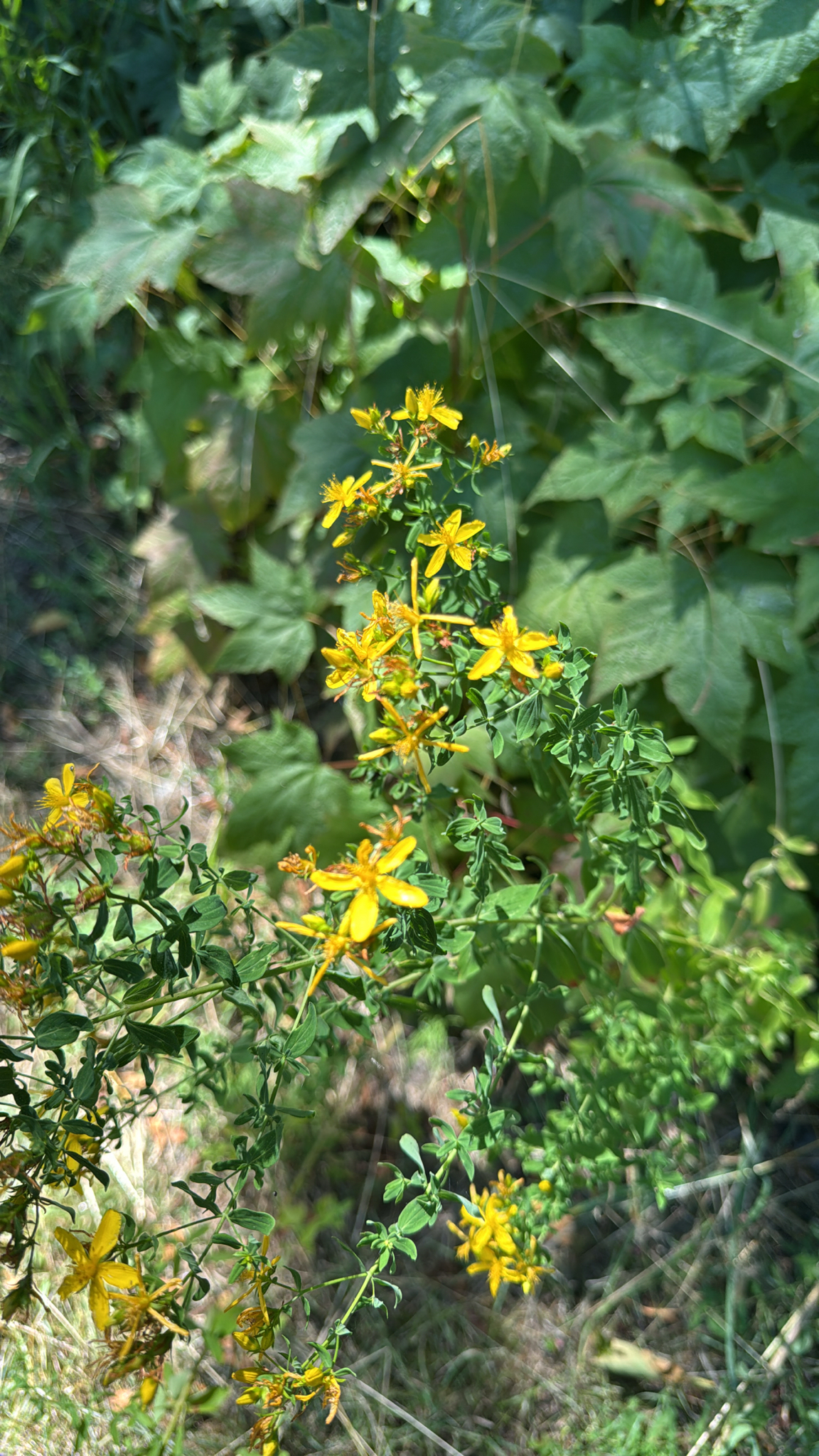 Hypericum perforatum