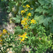 Common St. John's Wort