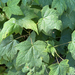 thimbleberry