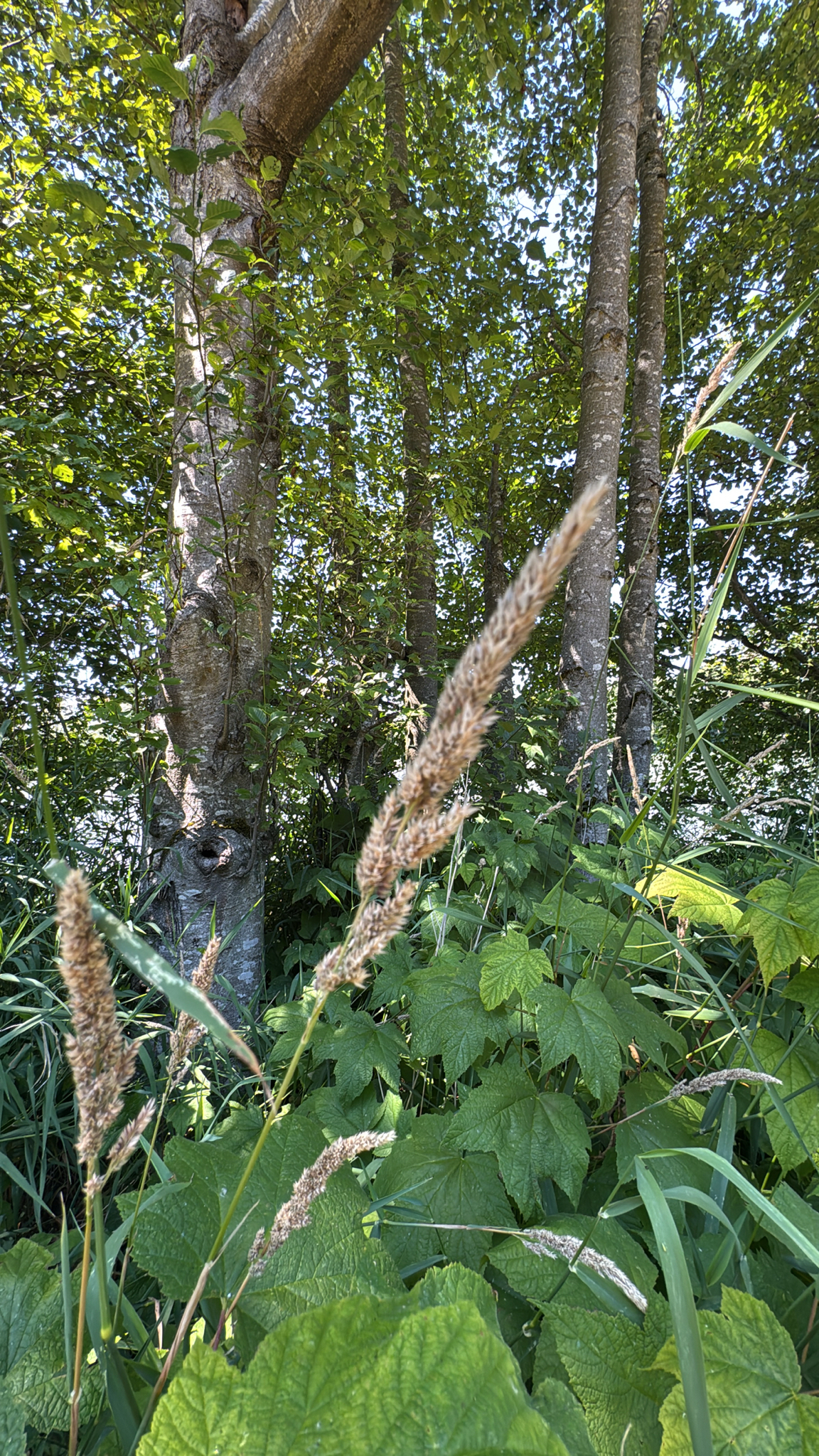 Phalaris arundinacea