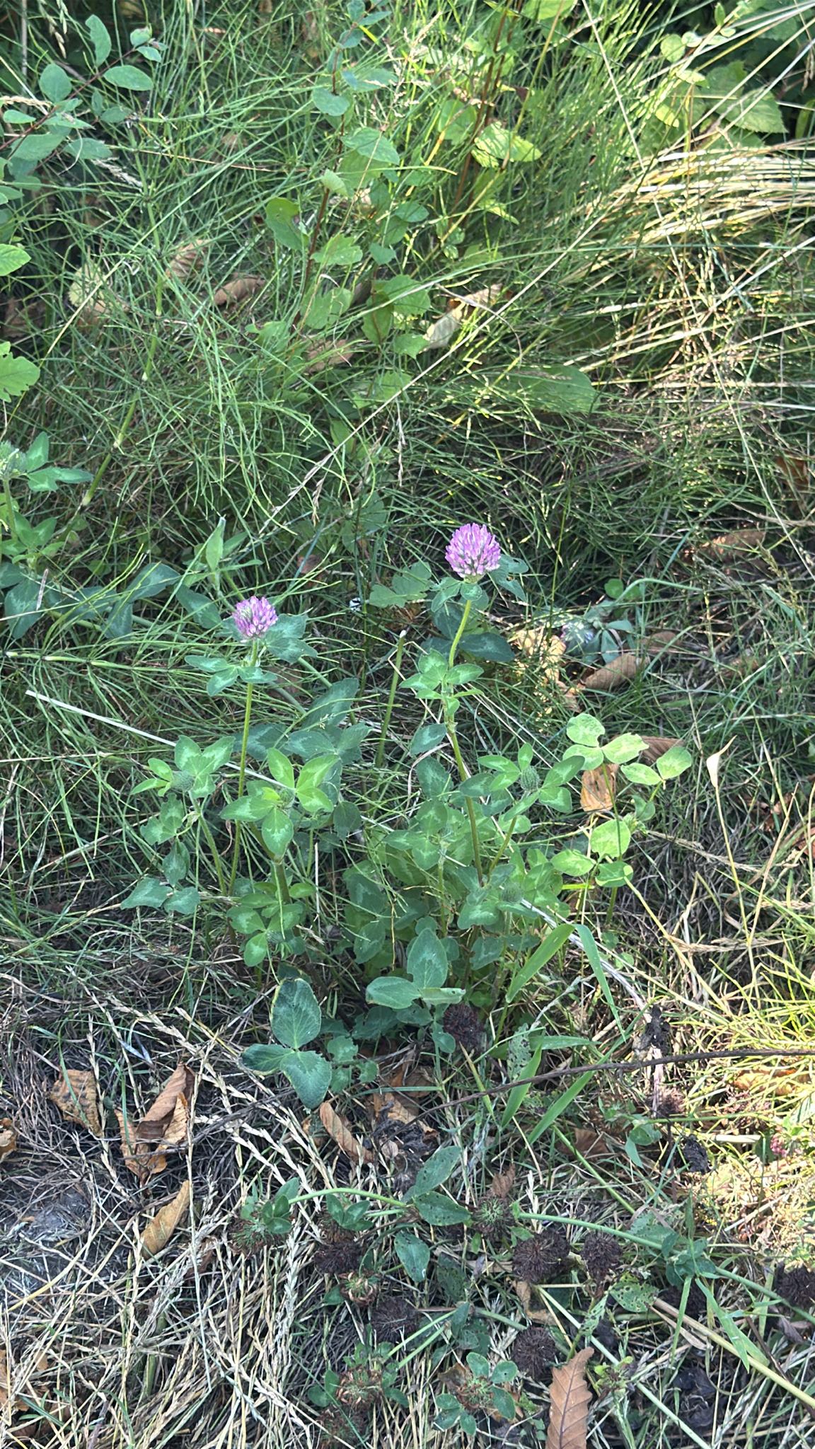 Trifolium pratense