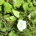 false bindweeds
