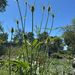 wild teasel