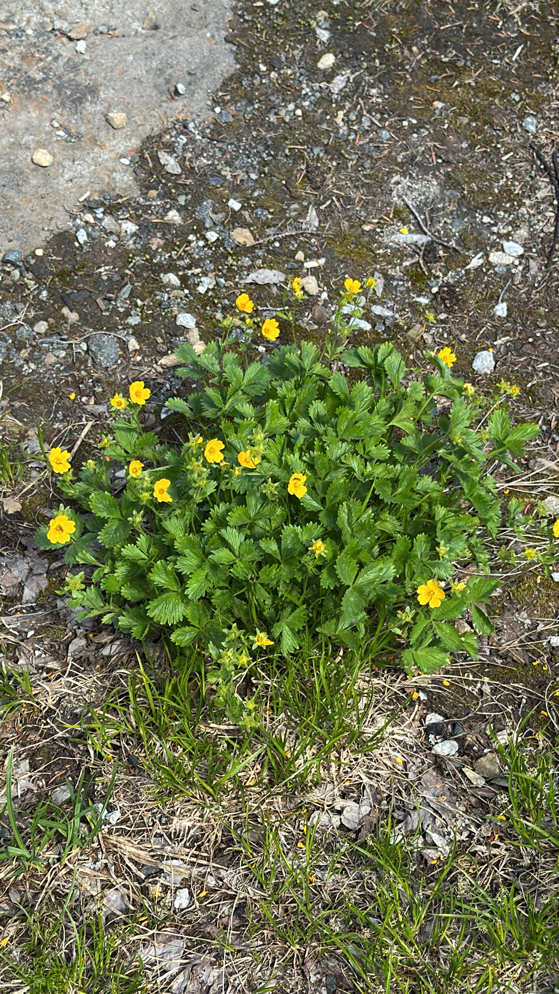 Potentilla flabellifolia