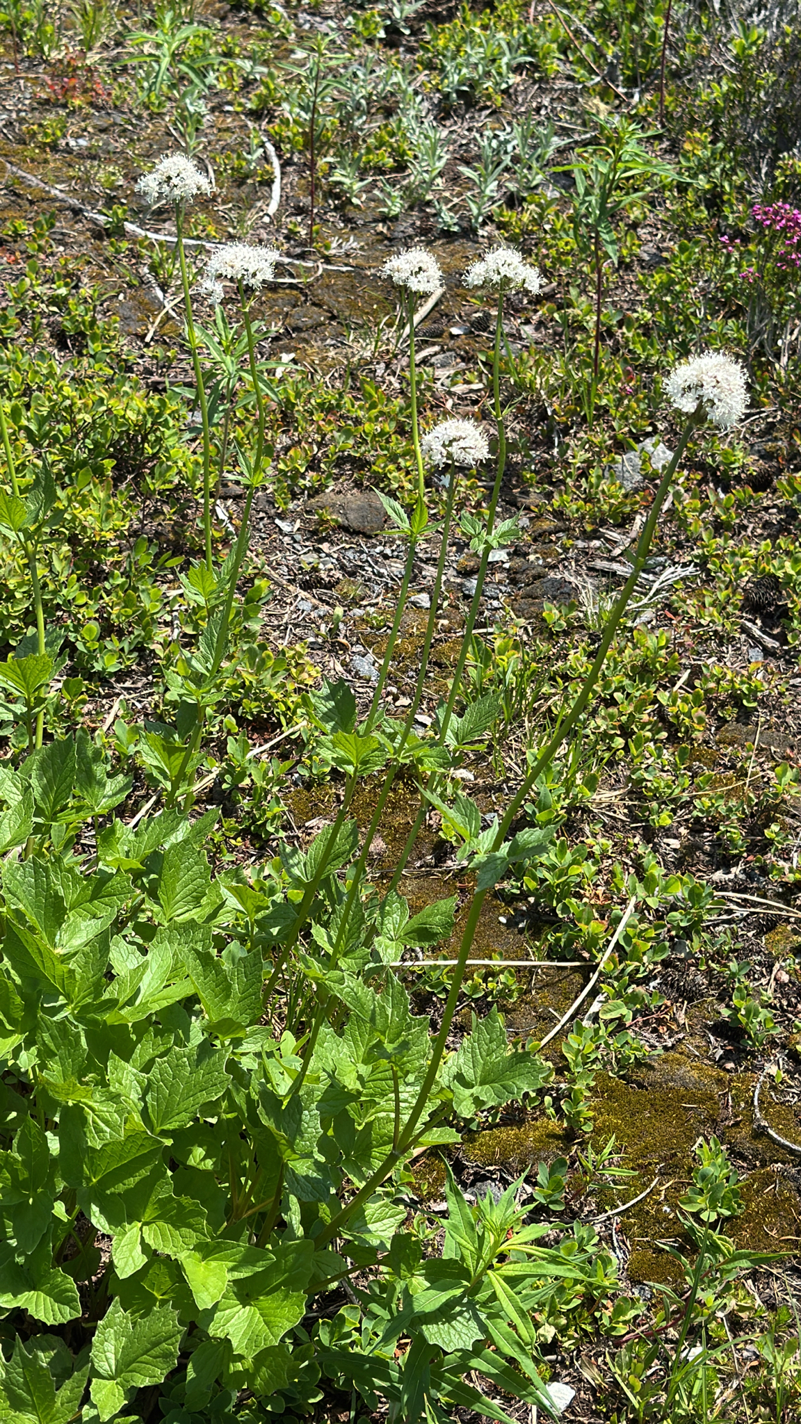 Valeriana sitchensis