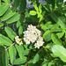 Sitka Mountain-Ash