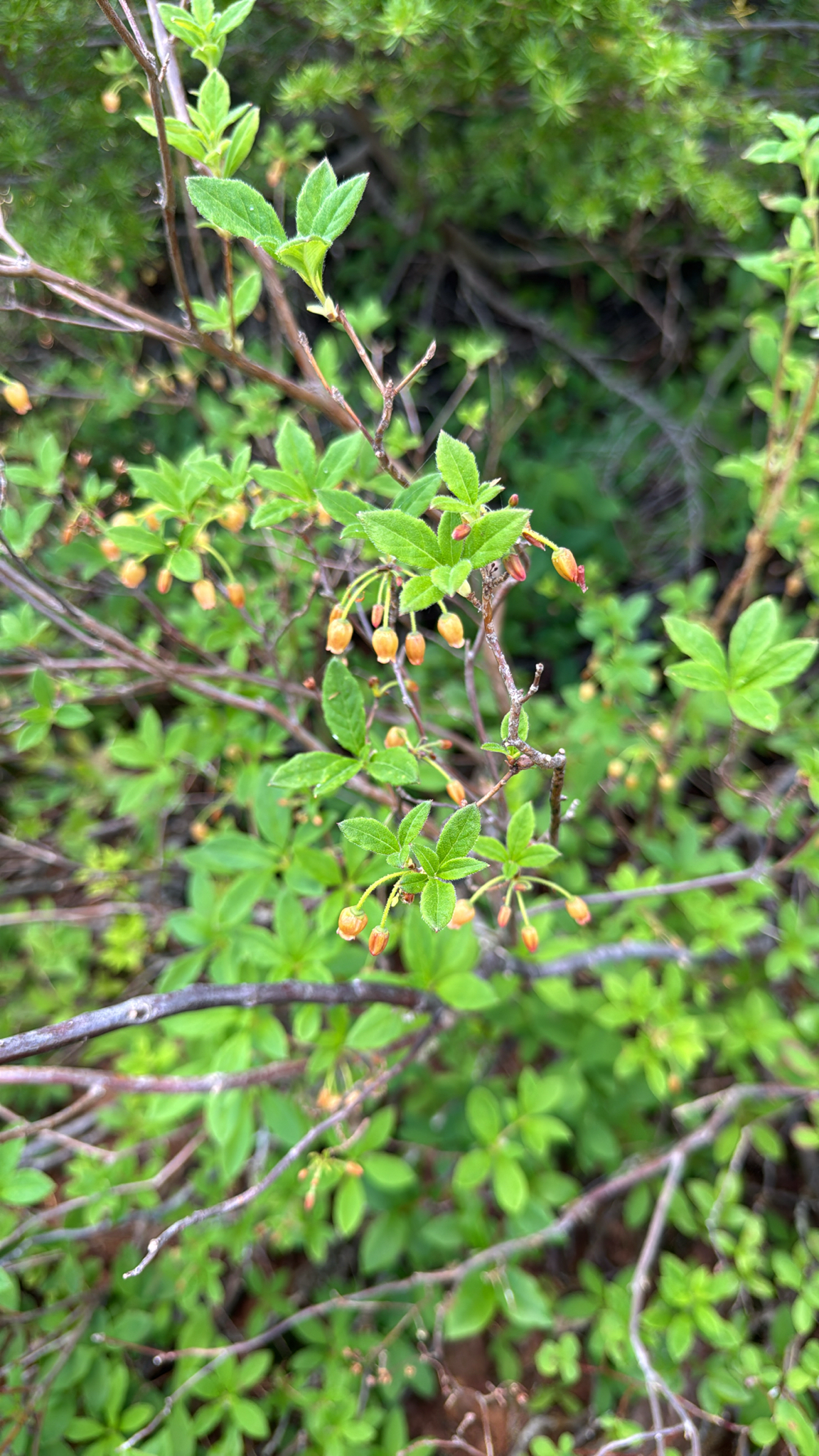 Rhododendron menziesii