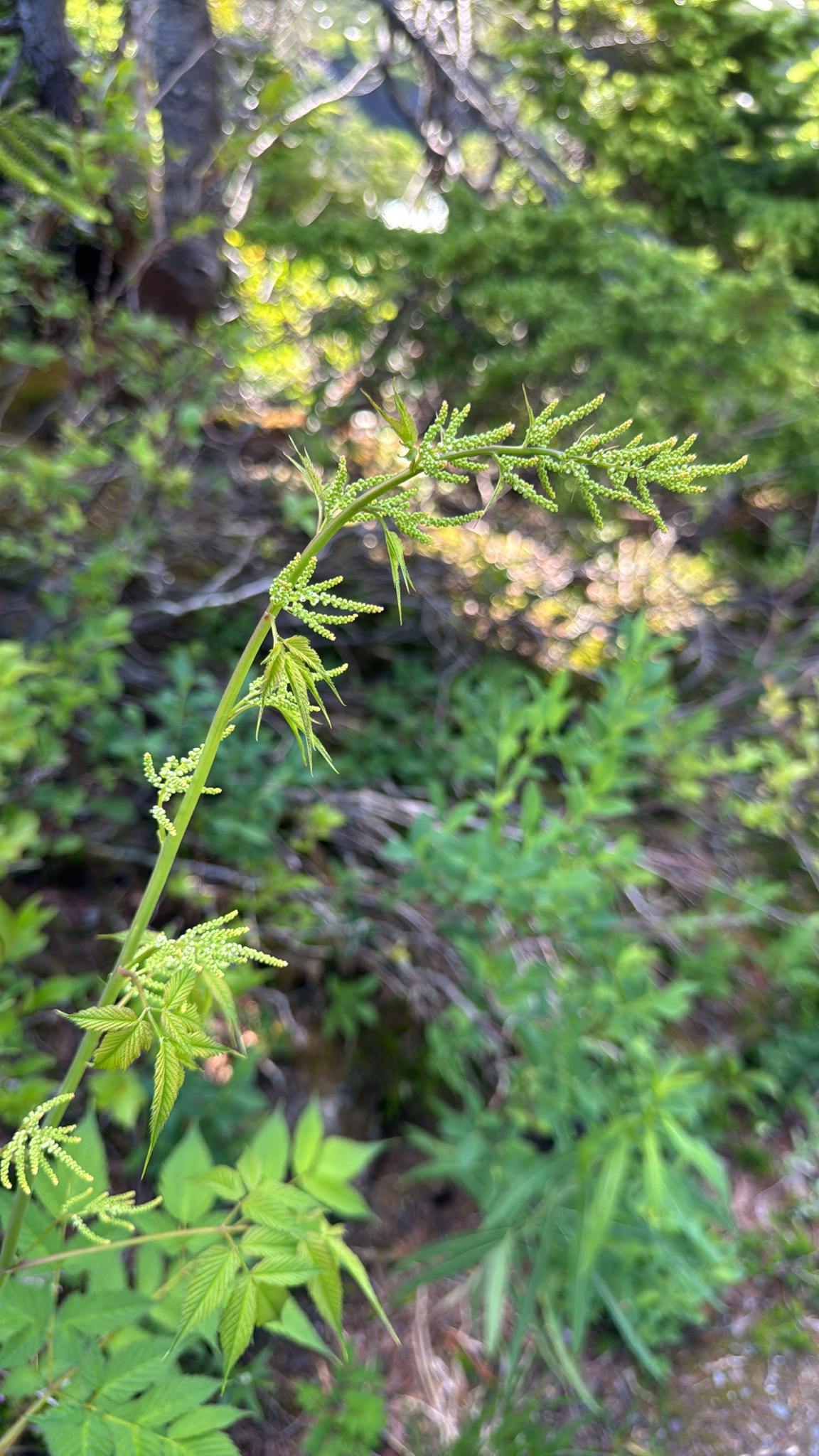 Aruncus dioicus