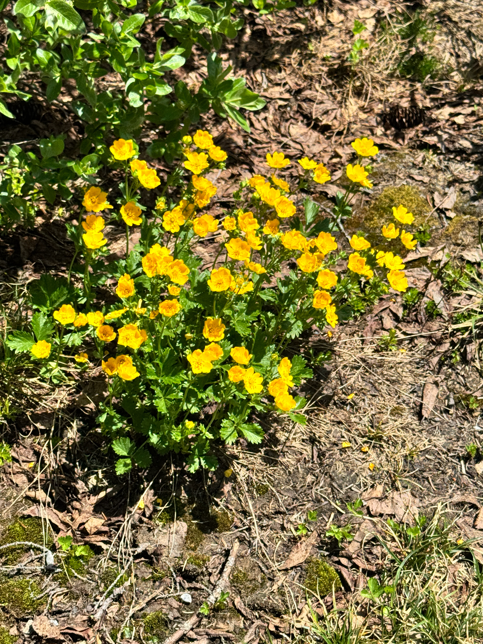 Potentilla flabellifolia