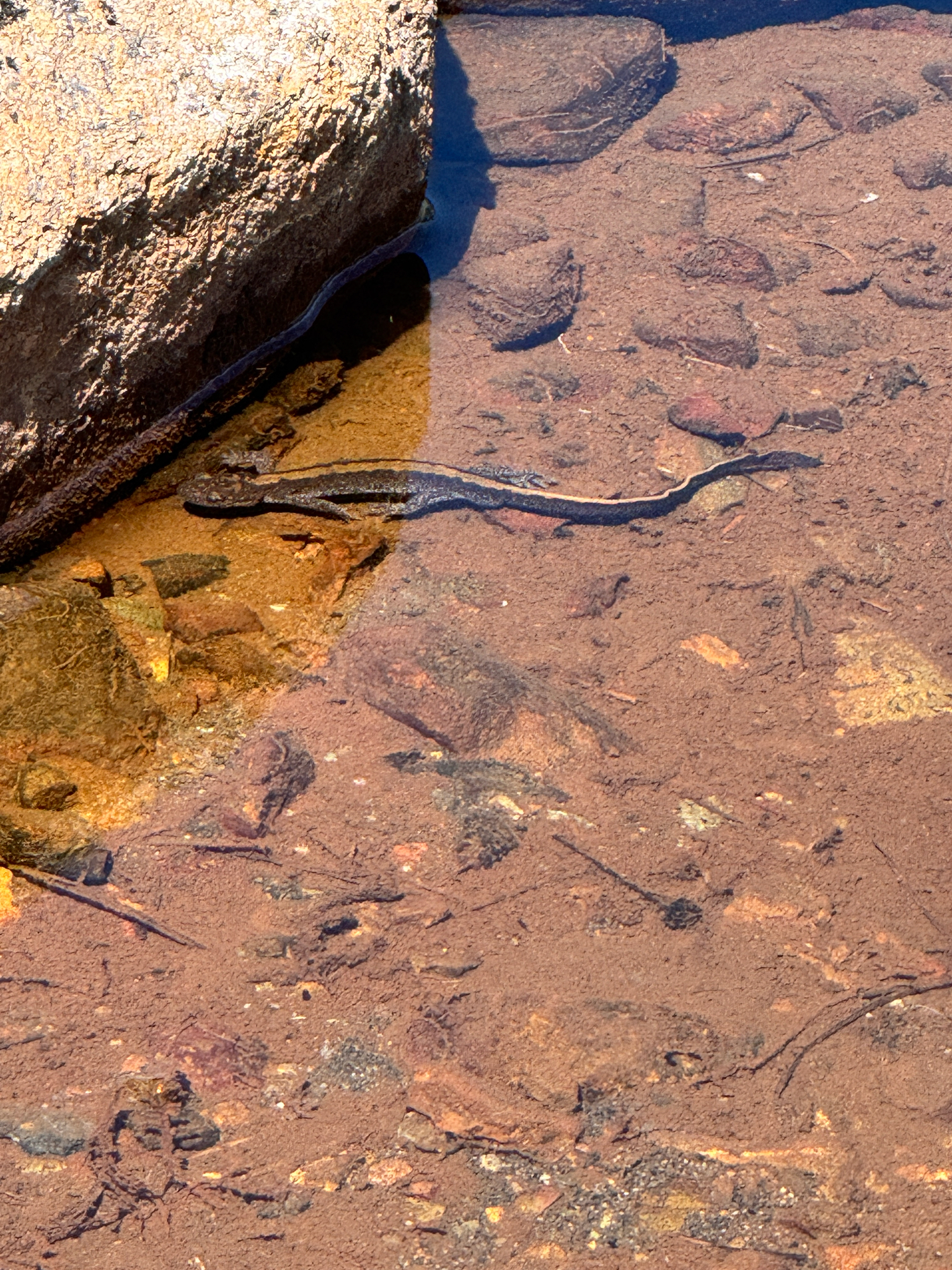 Ambystoma macrodactylum