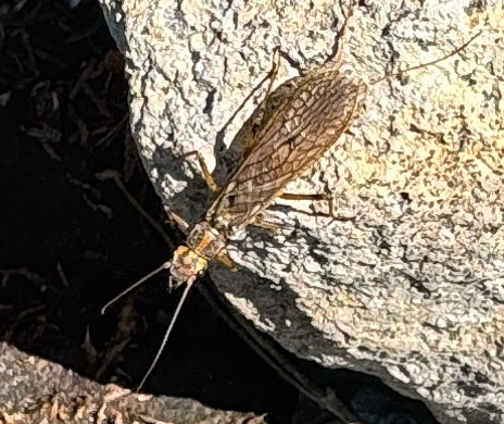 Hesperoperla pacifica