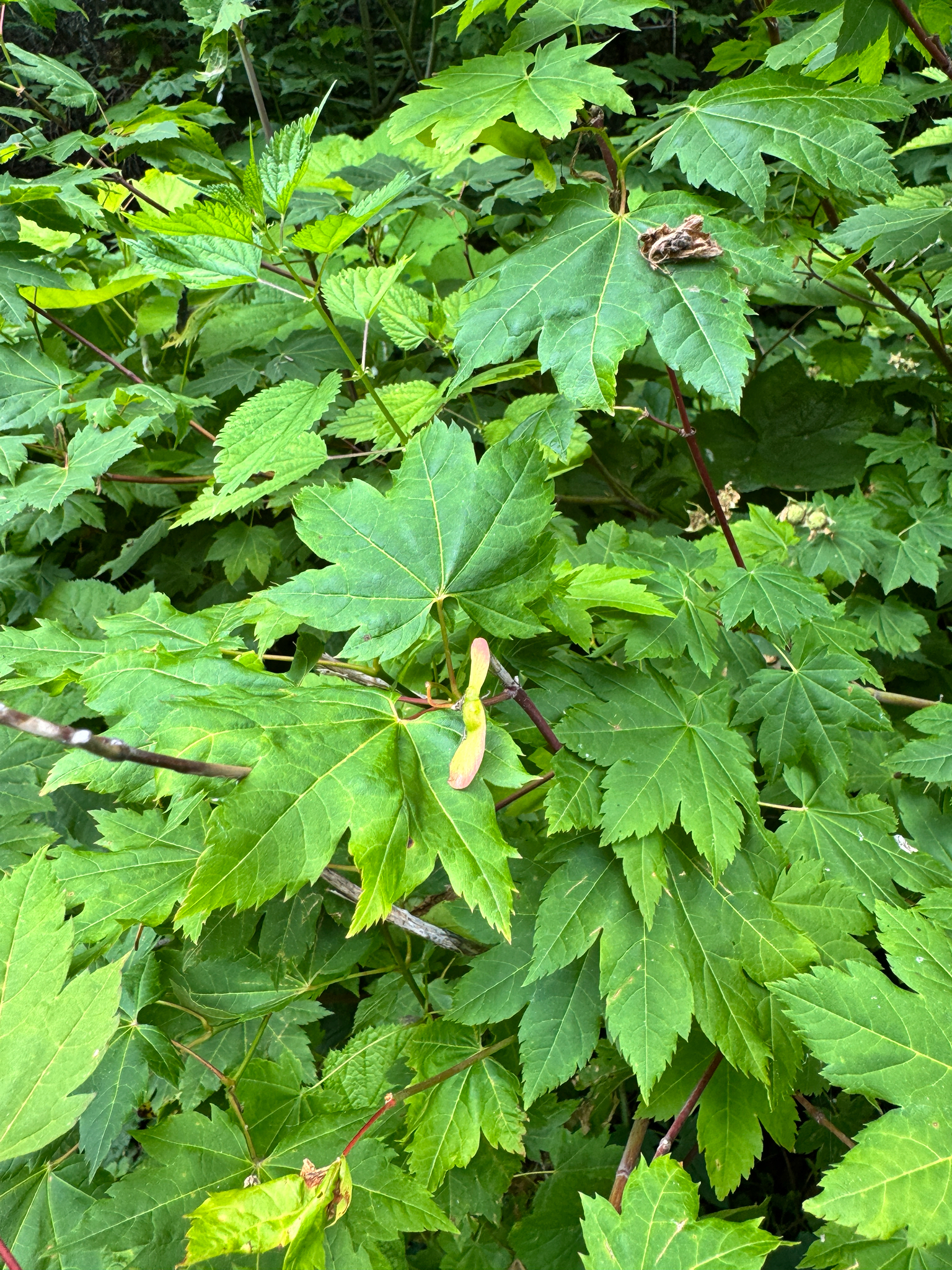 Acer circinatum