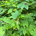 Vine Maple