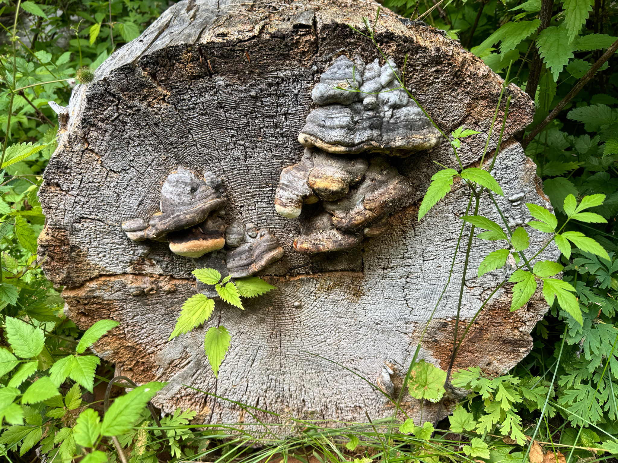 Fomitopsis