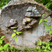 Fomitopsis